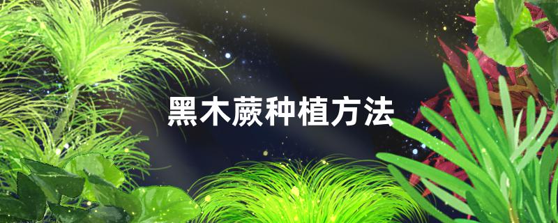 黑木蕨种植方法，黑木蕨繁殖方法