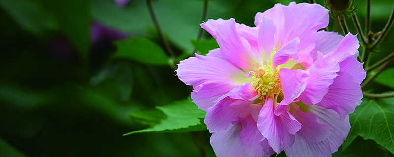 ​芙蓉花骨朵没开就掉了怎么办