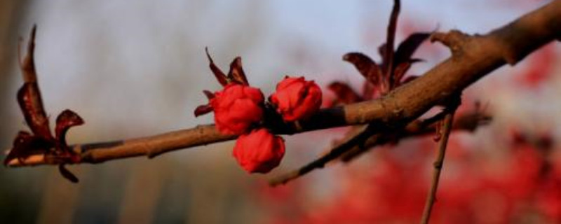 《出水芙蓉》在线观看