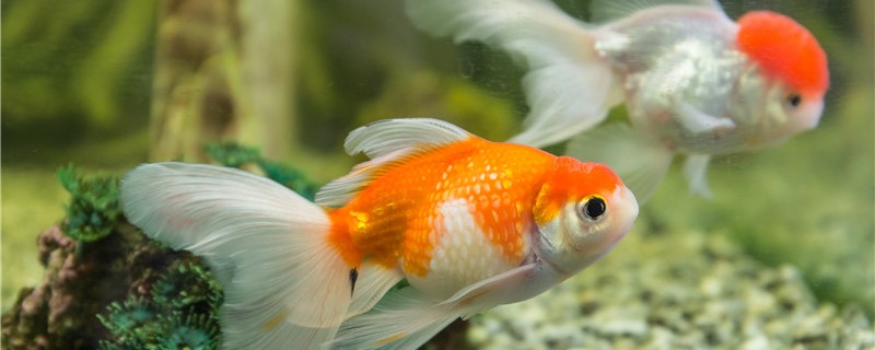 滴水可以给鱼增氧吗，鱼缸怎么增氧