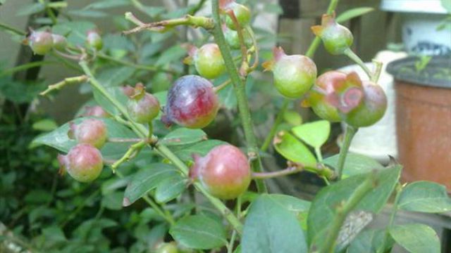 阳台蓝莓的种植方法 每天浇水但不能积水，充足阳光，适当追肥