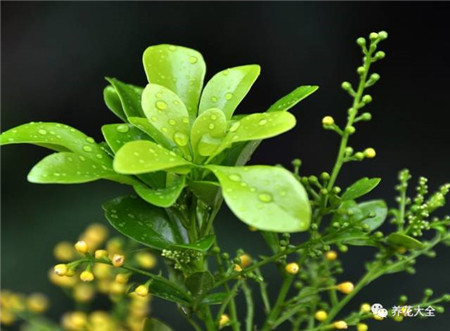 《茅山道士之灵同笔记广播剧》电视剧