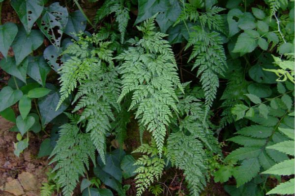 蕨类植物能净化空气吗？