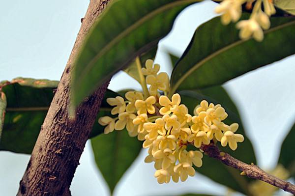 桂花的防治方法虫害防治