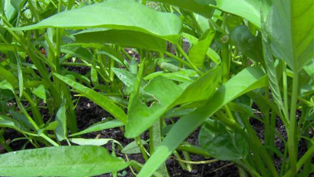 空心菜的阳台种植技巧