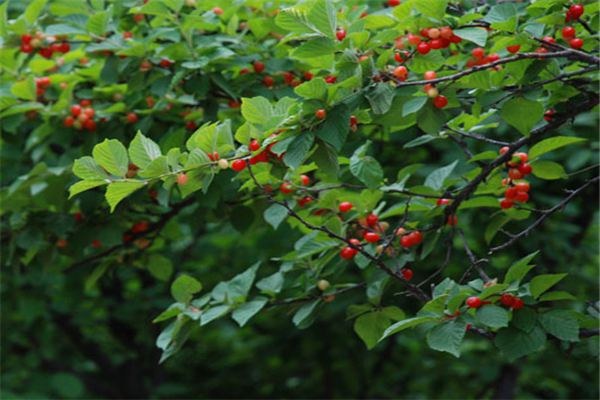 毛樱桃的虫害防治 常见虫害的防治清除方法