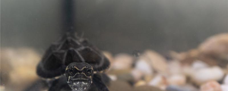 麝香龟多久可以繁殖，怎么繁殖怎么繁殖