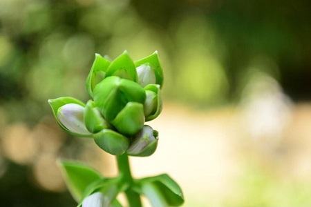 如何让栀子花长花苞开花