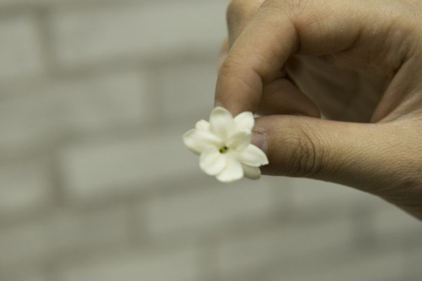 刚买回来的茉莉茉莉花掉苞，教你一招，苞教赶紧学