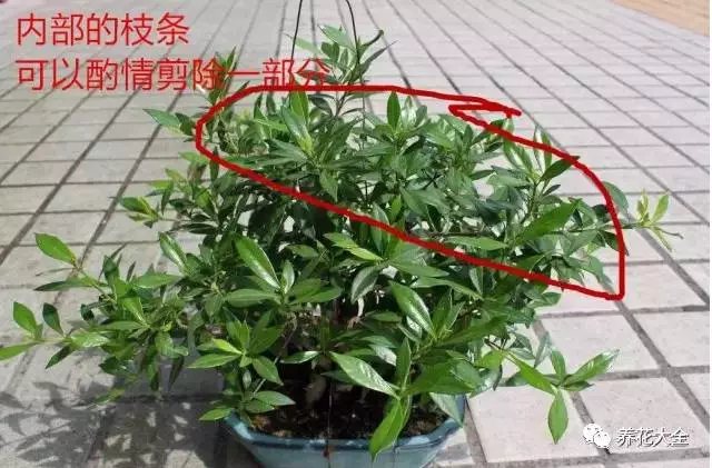 栀子花修剪