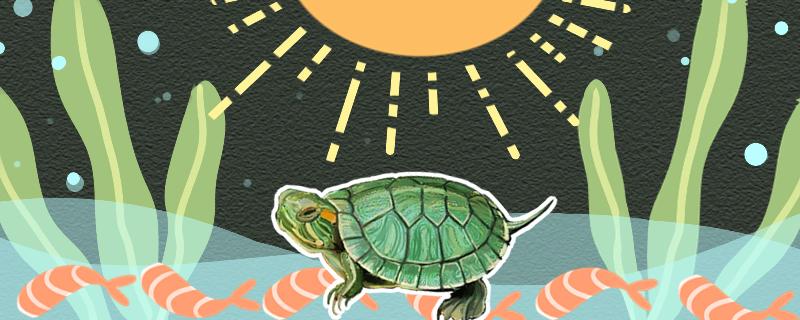 巴西龟怕太阳晒吗，晒晒晒太阳要注意什么