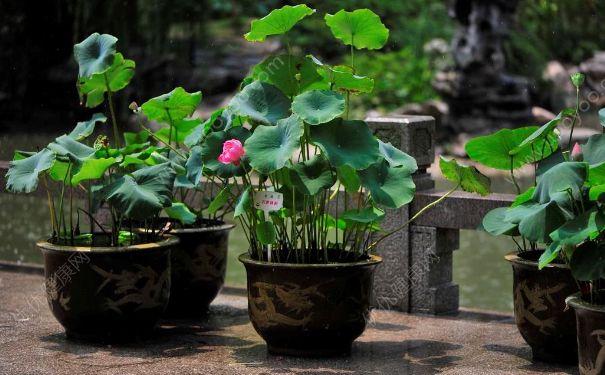 荷花能在室内养吗？荷花室内养好不好？(4)