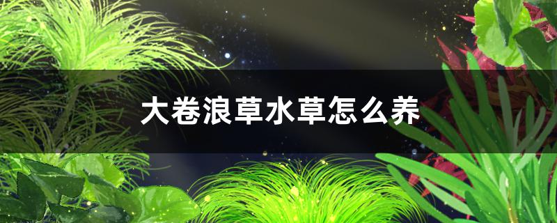 大卷浪草水草好养吗，怎么养