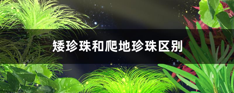 矮珍珠和爬地珍珠是一种水草吗，有什么区别