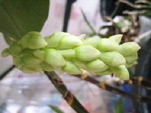 密花石斛的繁殖方式是什么