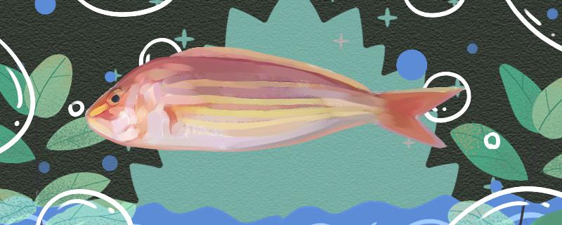 红三鱼是海鱼还是淡水鱼，可以养殖吗