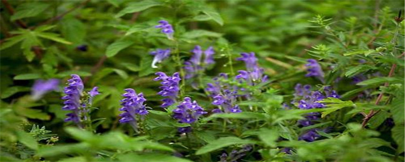 黄芩的种植方法及条件，种植几年能收获