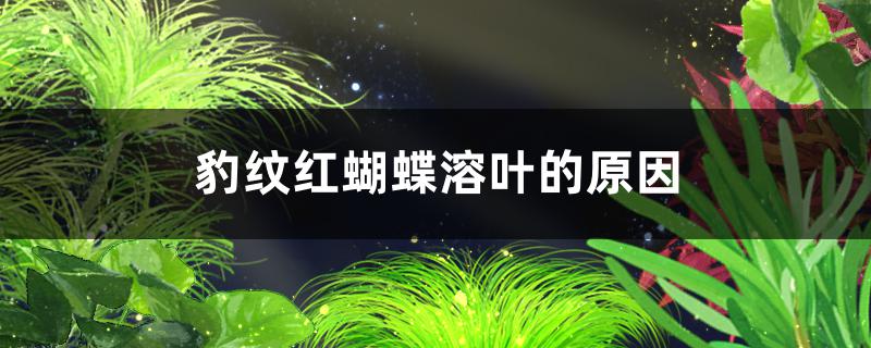 豹纹红蝴蝶溶叶的原因是什么，怎么解决