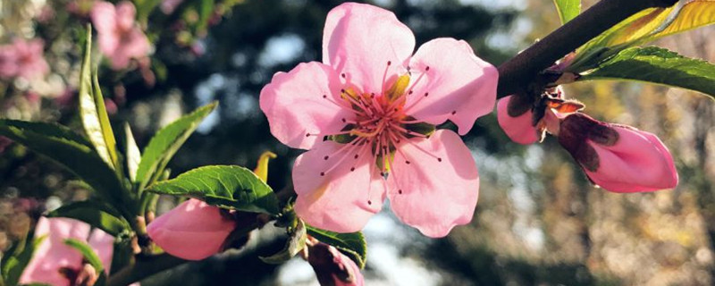 桃花什么时候换盆，候换花用好<strong></strong>桃花用什么土种最好