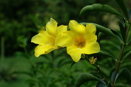 软枝黄蝉植株