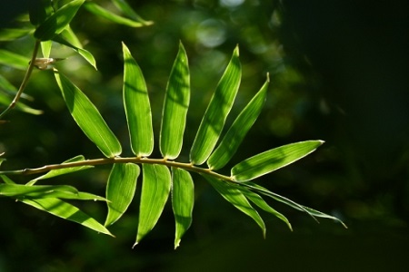 《猪迪克儿歌》最新一期,选散残破版下浑正在线没有雅不雅旁没有雅不雅