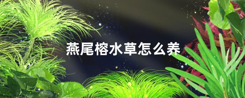 燕尾榕水草好养吗，怎么养