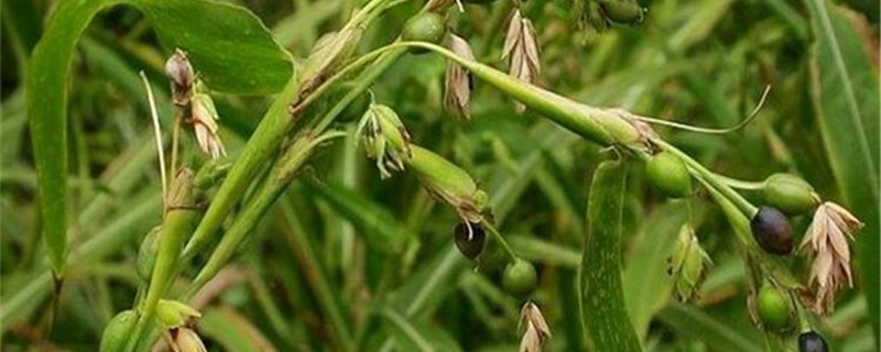 薏米的养殖方法和注意事项