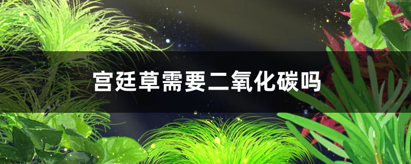 宫廷草需要二氧化碳吗需要氧气吗(宫廷草怎么繁殖)