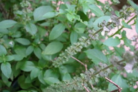 香草植物