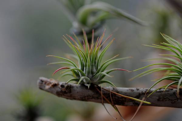 空气凤梨——谁都能养活的灵植精灵植物