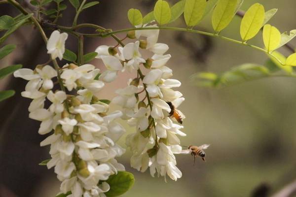 ​槐花夏季常见虫害及防治方法