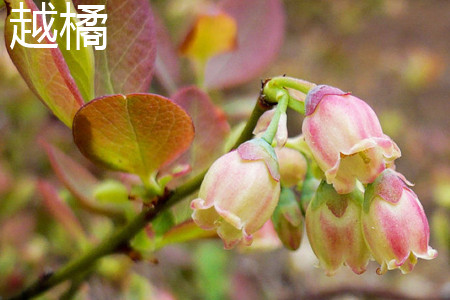 《碧瑶霜迷案（神医安道全）》在线观看