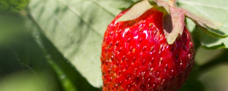 草莓立体培养，草莓立体栽培槽