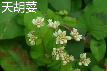 《小熊韩您玩》最新一期,选散残破版下浑正在线没有雅不雅旁没有雅不雅