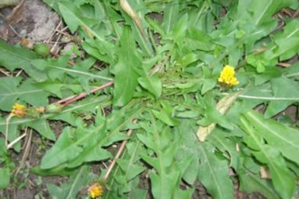 天冷就吃这种“野菜”，种子撒一把，30天长成一盆