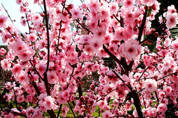 梅花盆景的季养夏季养护