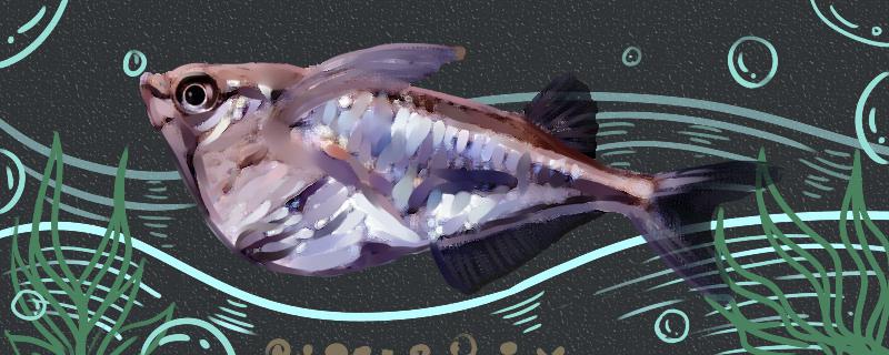 阴阳燕子鱼好养吗，怎么养