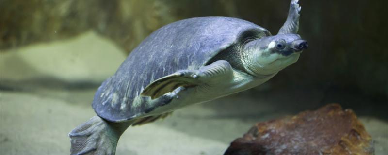 乌龟可以一直在水里吗，什么乌龟可以长期在水里