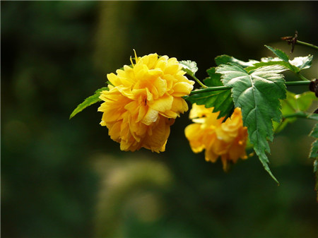 棣棠花开花欣赏