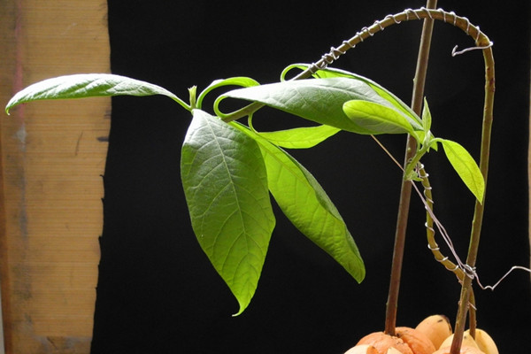 《植物世界之植物争霸赛》动漫