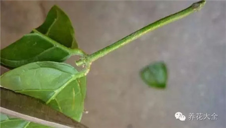 《京东单11沸腾之夜》最新一期,选散残破版下浑正在线没有雅不雅旁没有雅不雅