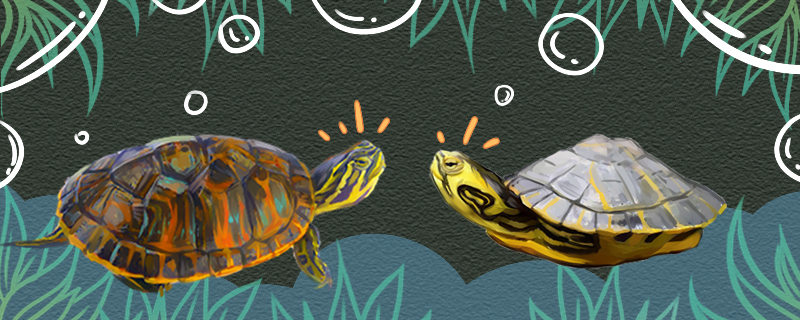 火焰龟和黄耳龟有什么区别，能一起养吗
