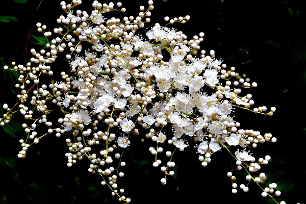 珍珠梅的花语是什么