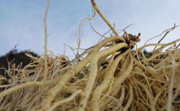 《寻食迹》最新一期,选散残破版下浑正在线没有雅不雅旁没有雅不雅