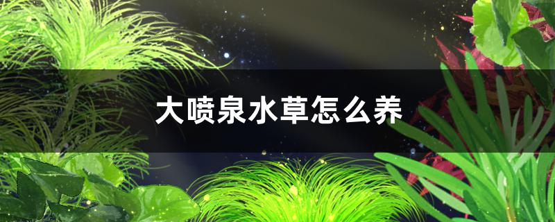 大喷泉水草好养吗，草好怎么养