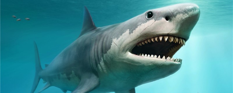鲨鱼为什么不能停下来，不游动就会死吗