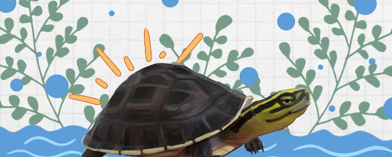 安布是水龟仍是半水龟，水深多少适宜