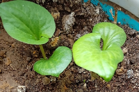 《为食总司令2010》最新一期,选散残破版下浑正在线没有雅不雅旁没有雅不雅