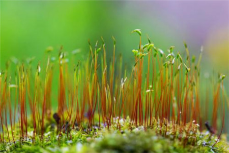 种植方法