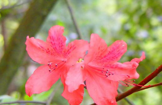 《植物神探队微妙大年夜大年夜侦查》动漫